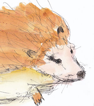 Igel