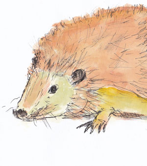 Igel