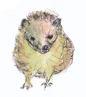 Igel
